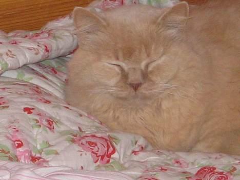 British Shorthair Bamse *død* billede 11