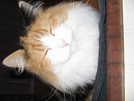 Blanding af racer Frida  - Blitzen driller mig  billede 11