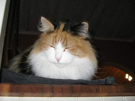 Blanding af racer Frida  - Det er altid dejligt med en lille lur billede 12