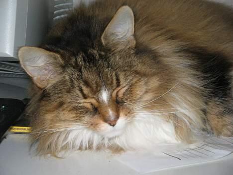 Blanding af racer Sisse *død* - Jeg elsker at sove.... billede 4