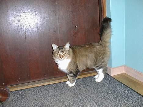 Blanding af racer Sisse *død* - Sisse vil ud i det gode vejr billede 5