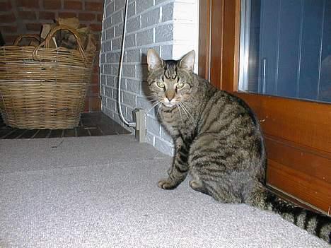 Blanding af racer Oscar *død* billede 6