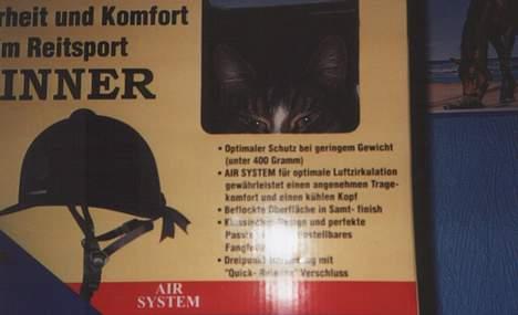 Blanding af racer Tigermis - Tigermis er kravlet ind i en kasse... Og hun er faktisk kommet ind af det lille hul hun kigger ud af.  billede 16