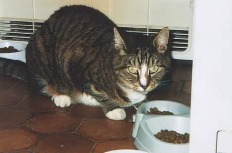 Blanding af racer Tigermis - "Du skal ikk tro du kan komme her og stjæle min mad!" billede 17