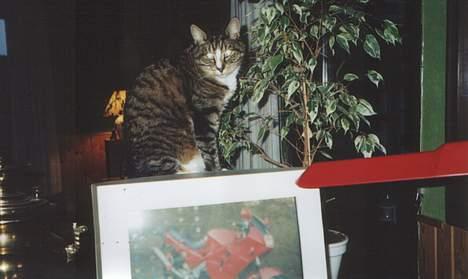 Blanding af racer Tigermis - Igen Tigermis på computerskærmen. billede 18