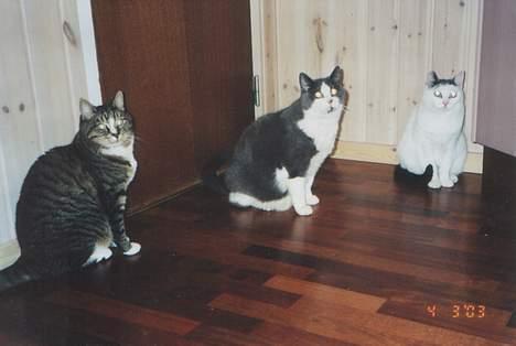 Blanding af racer Tigermis - Tigermis yderst til venstre. Kattene venter pænt på maden bliver serveret. billede 19