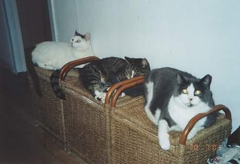 Blanding af racer Tigermis - Tigermis og hendes mor og søster på vores vasketøjskurve.  billede 20