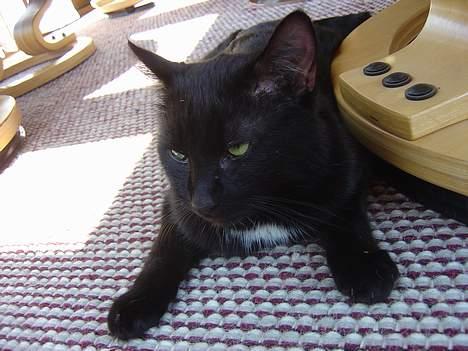 Blanding af racer zoro - var lavder du min dejlid zoro billede 8