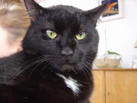 Blanding af racer zoro - er du sur ???? billede 9