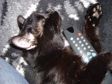 Blanding af racer zoro - der er dem der pøver at se tv ................................. billede 10