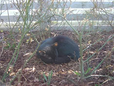 Blanding af racer zoro - sove sove sove zzzzZZZzzzzz billede 11