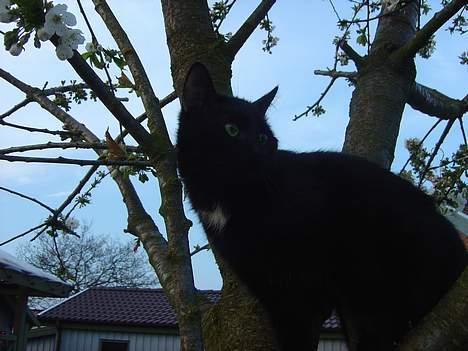 Blanding af racer zoro - uuuuu..man kan se lante har oppe fra billede 12