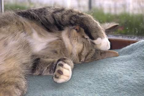 Blanding af racer Pelle - Borte borte tit tiit! billede 4