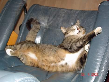 Blanding af racer Pelle - "Man ligger mageligt i denne stol" billede 5