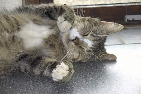 Blanding af racer Pelle - Pelle på vindusskarmen igen... billede 6