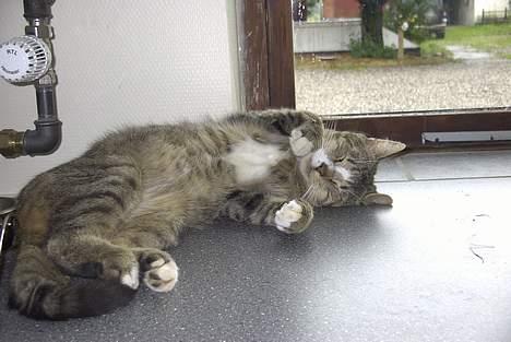 Blanding af racer Pelle - Pelle i vindusskarmen billede 7