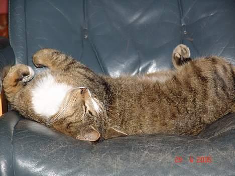 Blanding af racer Pelle - Pelle på ligge stolen igen..... billede 8