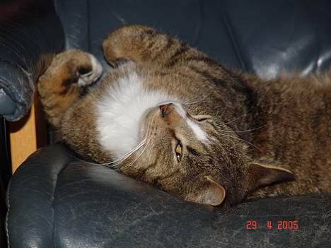 Blanding af racer Pelle - Pelle på ligge stolen... billede 9