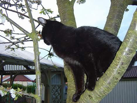 Blanding af racer zoro billede 13