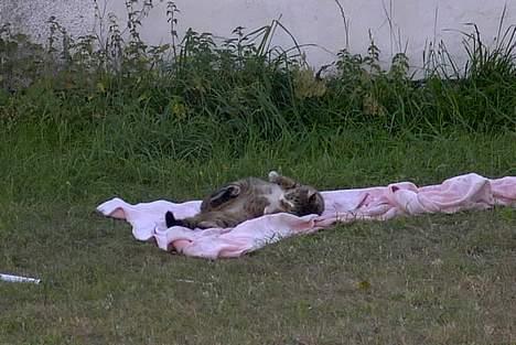 Blanding af racer Pelle - Min legesyge Misser billede 10