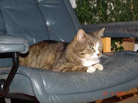 Blanding af racer Pelle - Pelle ser Anne og lotte i Tv´et billede 11