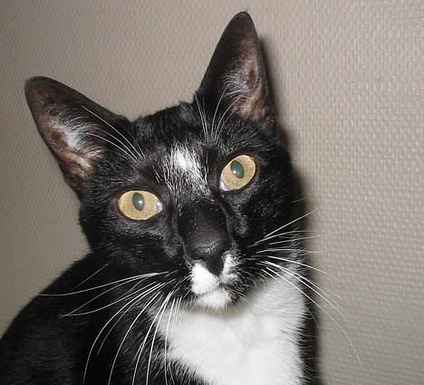 Blanding af racer Pixi - Her er vores lille dejlige misser..Det er da bare verdens sødeste kat.!(Fotograf: Lena E) billede 1