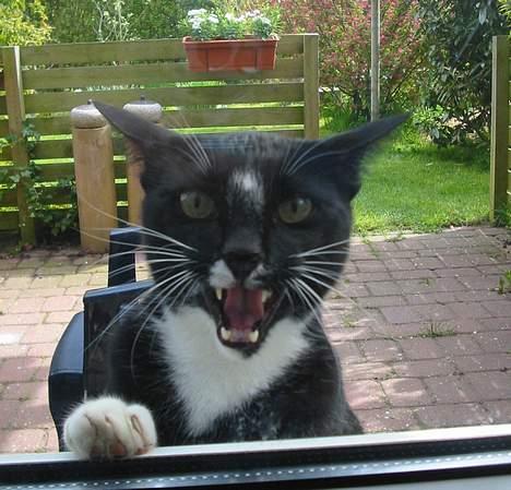 Blanding af racer Pixi - Her står Pixi og miaver fordi han vil ind. hehe. Synes selv han ser lidt farlig ud...(Fotograf: Lena E) billede 3