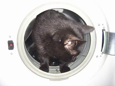 Blanding af racer zoro billede 14