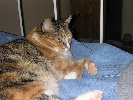 Blanding af racer Luna *Død* - Jeg er lidt træt billede 2