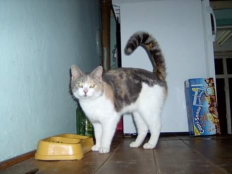 Blanding af racer Mulle *forsvundet* billede 9