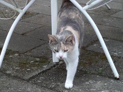 Blanding af racer Mulle *forsvundet* billede 10