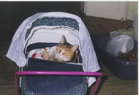 Blanding af racer Luna *Død* - Luna elsker sin Barne vogn!! (hjemme hos mig) billede 3