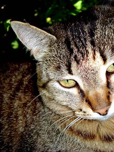 Blanding af racer MisMis *Prinsessen* billede 12