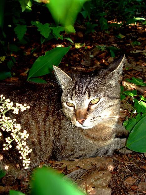 Blanding af racer MisMis *Prinsessen* billede 13