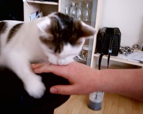 Huskat pjevs - vil ikke snakkes med moster billede 11