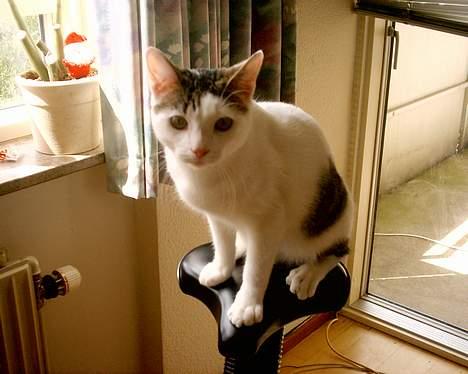 Huskat pjevs - synes jeg var ved at blive lidt tyk skulle lige træne billede 12