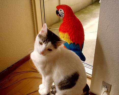 Huskat pjevs - synes lige jeg ville ligne papegøjen sidde og ligne en statue billede 13