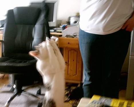 Huskat pjevs - ja lad mig nu få mors sok billede 14