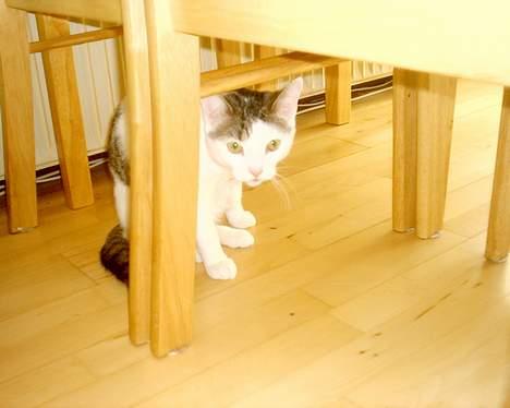 Huskat pjevs - gemmer mig lige gider ikke have taget billede lige nu billede 15