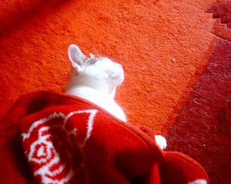 Huskat pjevs - tager mig lige en lur billede 16