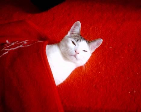 Huskat pjevs - ligger altid hvor der er varmest billede 17