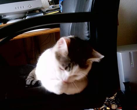 Huskat pjevs - klipper lige mine negle billede 19