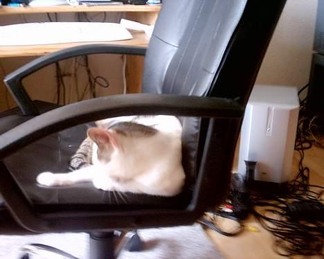 Huskat pjevs - faldt i søvn heldigvis i min stol billede 20