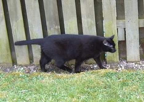 Blanding af racer Lucifer - ude i haven.. billede 5