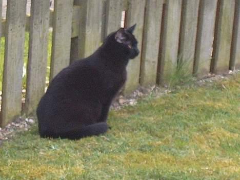 Blanding af racer Lucifer - En lækker model.. billede 6