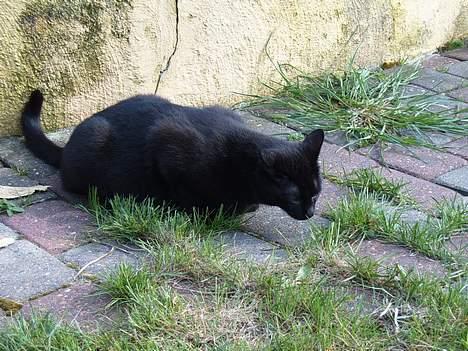 Blanding af racer Lucifer - det var sært? billede 7