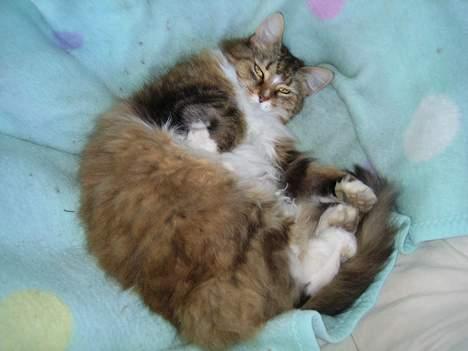 Blanding af racer Sisse *død* - Siise nyder livet i simones rede billede 6