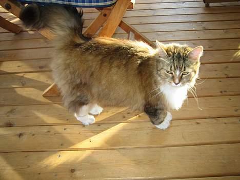 Blanding af racer Sisse *død* - Sisse ude på tarasen billede 8