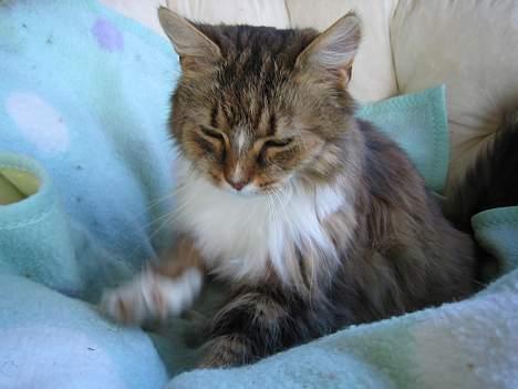 Blanding af racer Sisse *død* - Sisse i simones rede billede 9