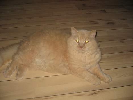 British Shorthair Bamse *død* - Bamse inde i stuen billede 12